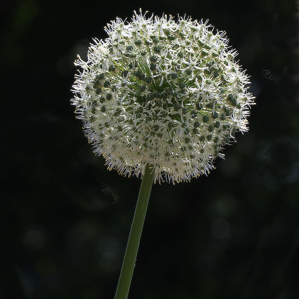 Allium
