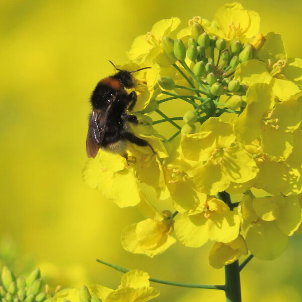 Among fields of gold