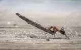 Ant with Nest Material by Alan Bevis