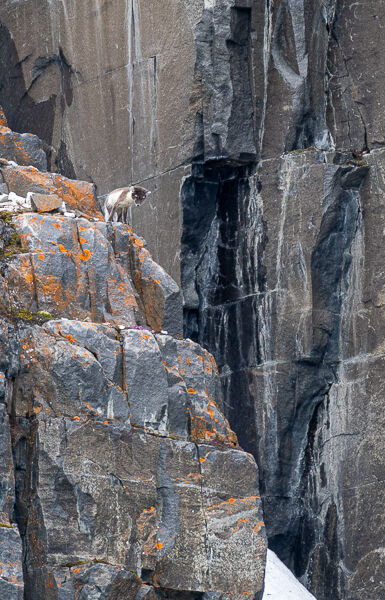 Arctic Fox Graham Tarrant