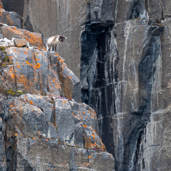 Arctic Fox Graham Tarrant
