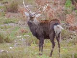 Arne stag