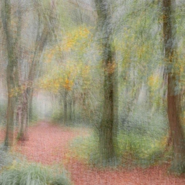 Autumn Colour - Pat Norris