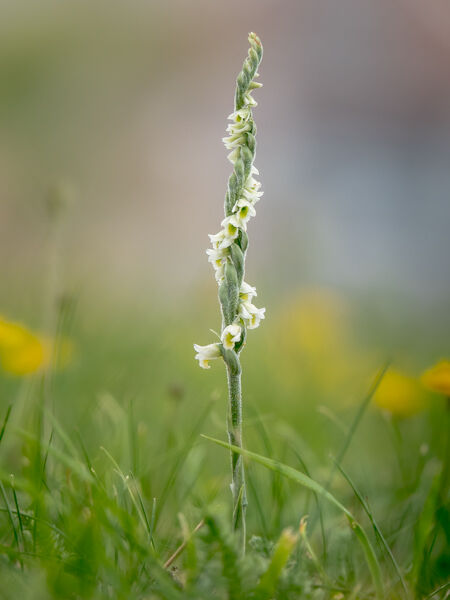 Autumn ladies tresses