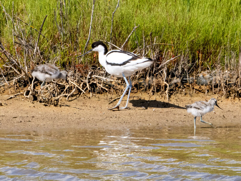 Avocet Family