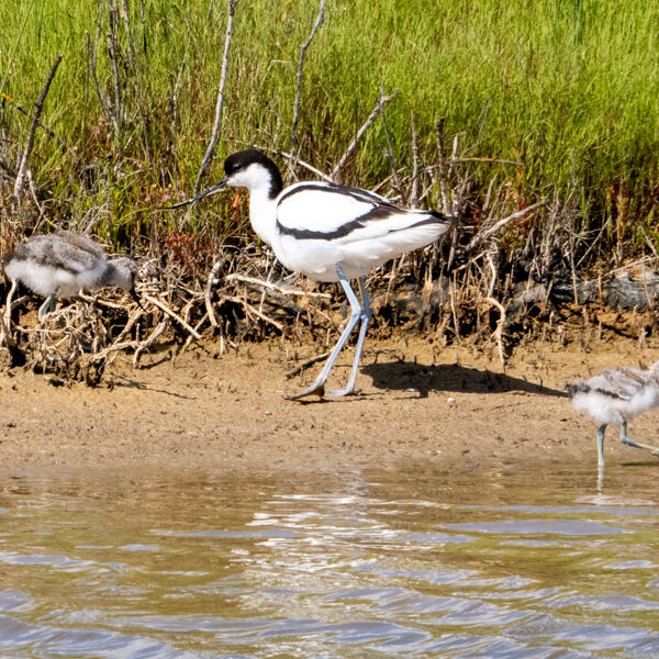 Avocet Family