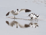 Avocets