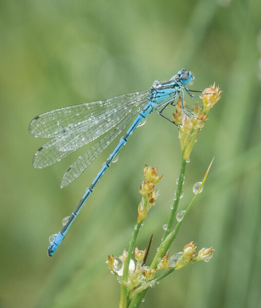 Azure blue damselfly