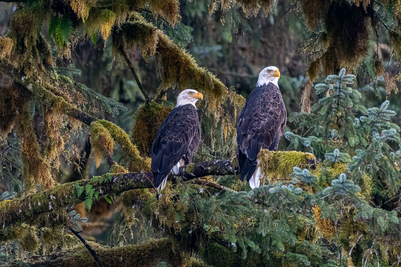 Bald Eagles in the Rain Forest Graham Tarrant