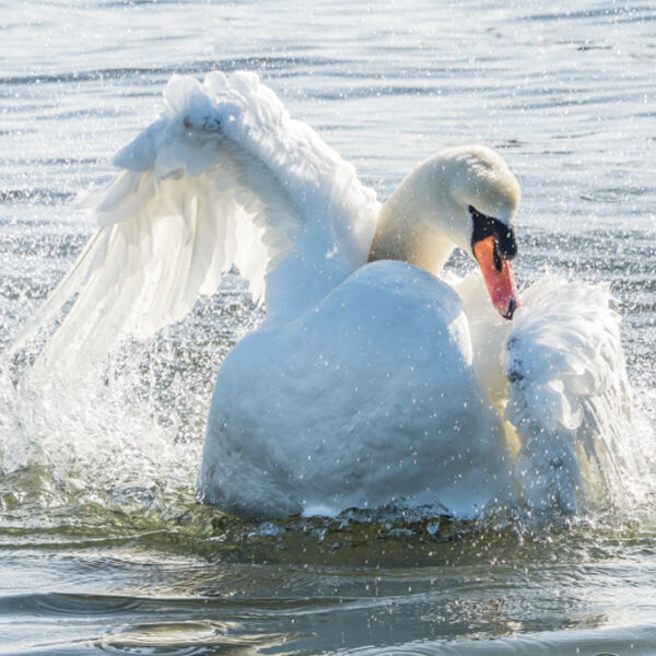 Bathing swan