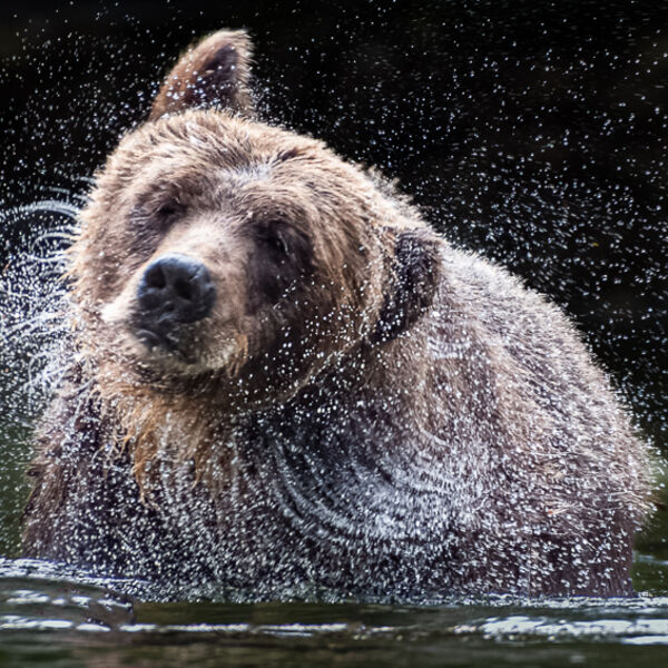 Bear in a Spin Graham Tarrant
