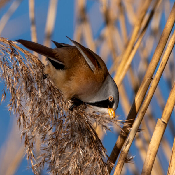 Bearded Reedling