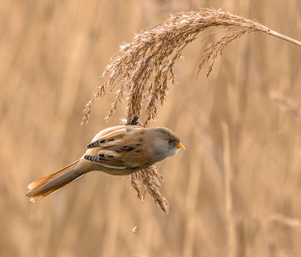 Bearded reedling
