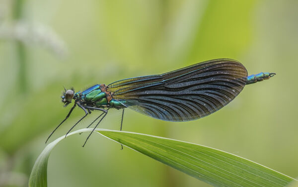 Beautiful demoiselle