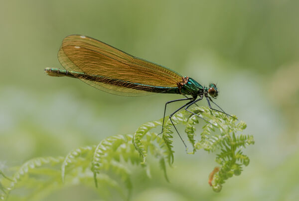 Beautiful demoiselle