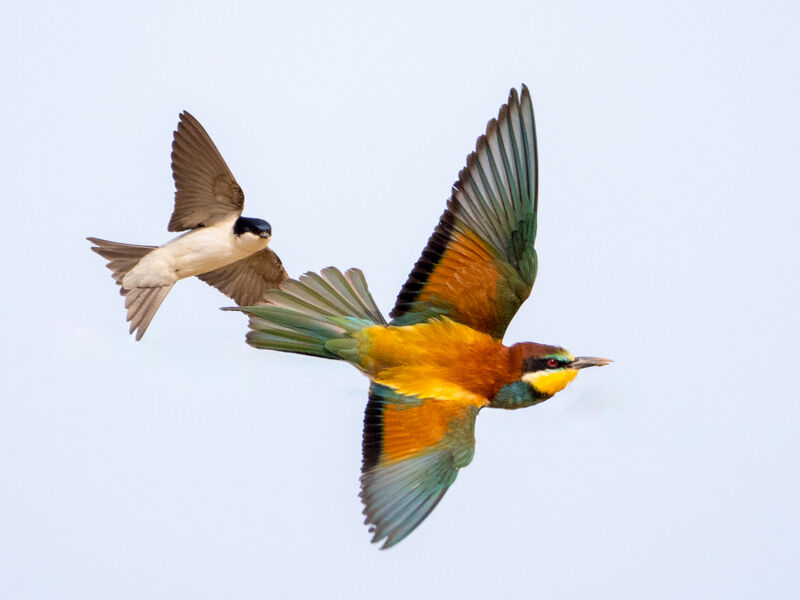Bee-eater being harassed by House Martin