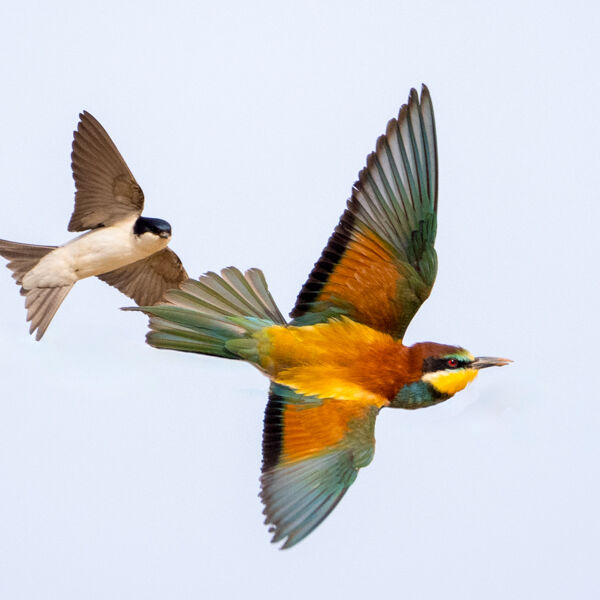 Bee-eater being harassed by House Martin