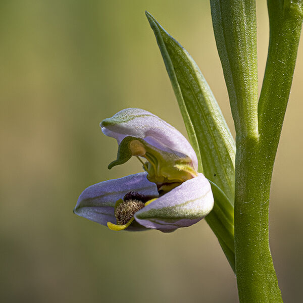 Bee Orchid