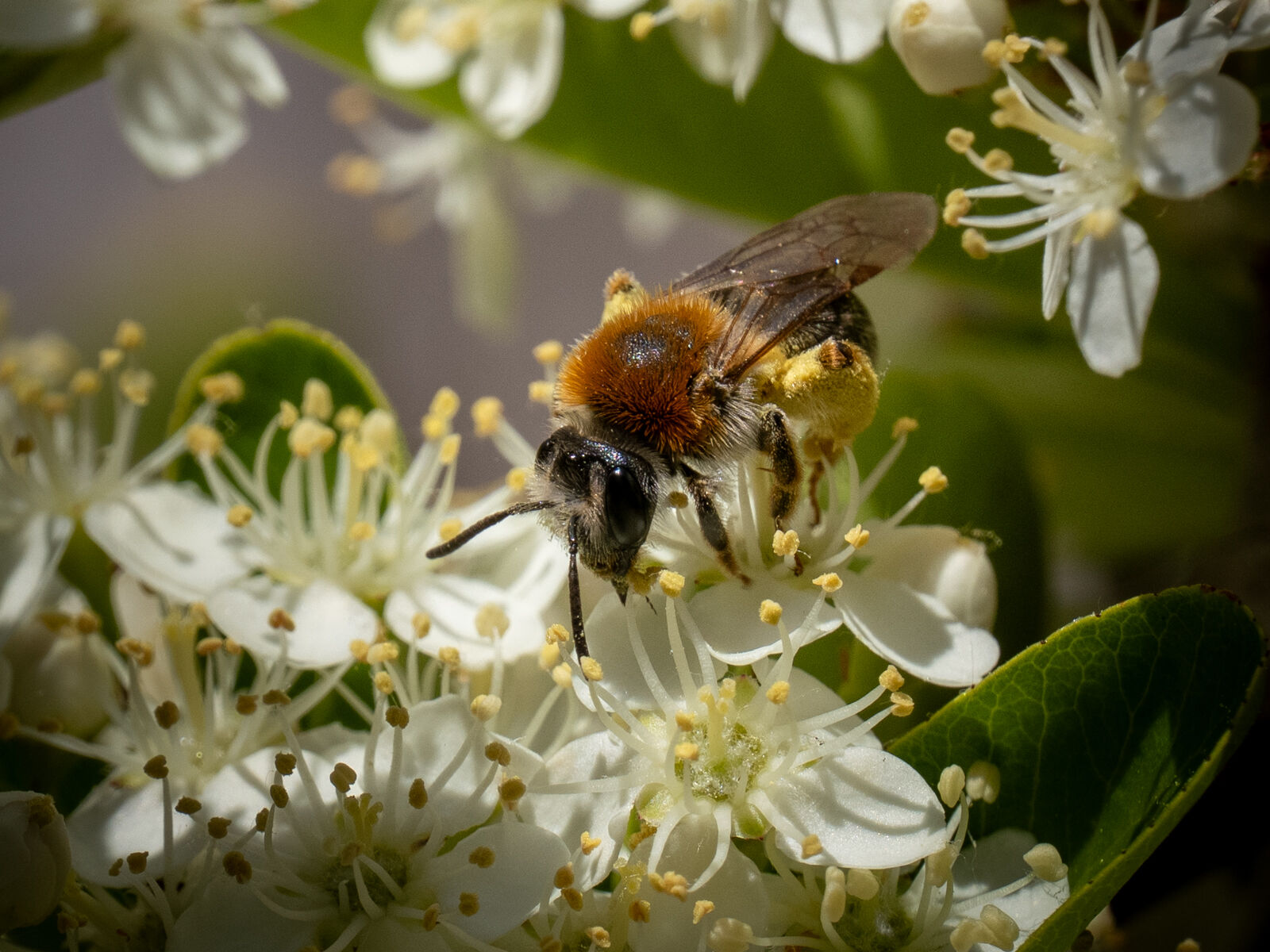 Bee collecting nectar and pollen