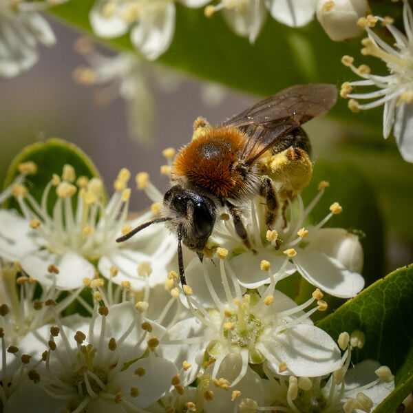 Bee collecting nectar and pollen