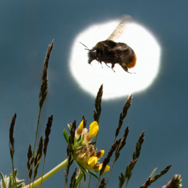 Bee in a Sun Sparkle