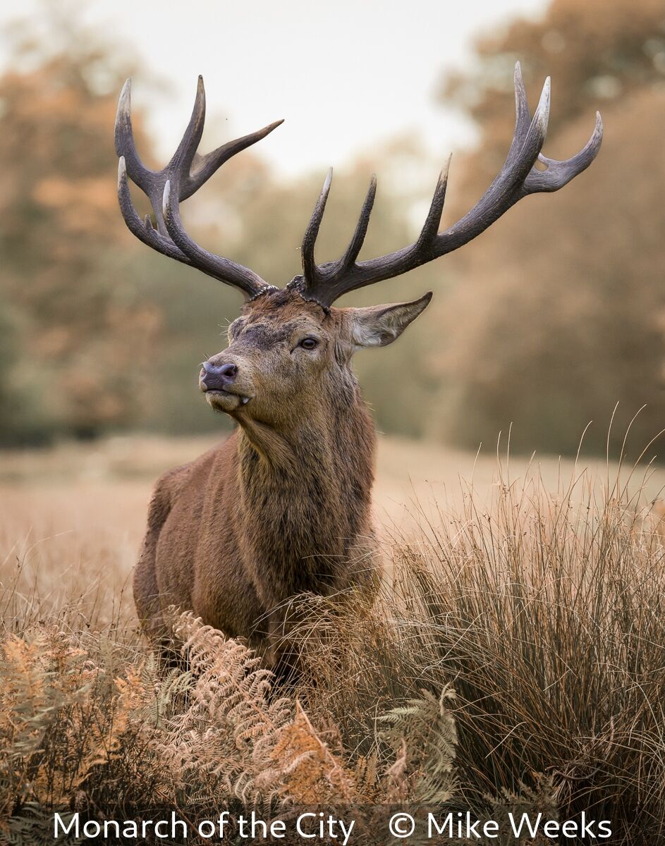 BertsBole DPI First Monarch of the City Mike Weeks