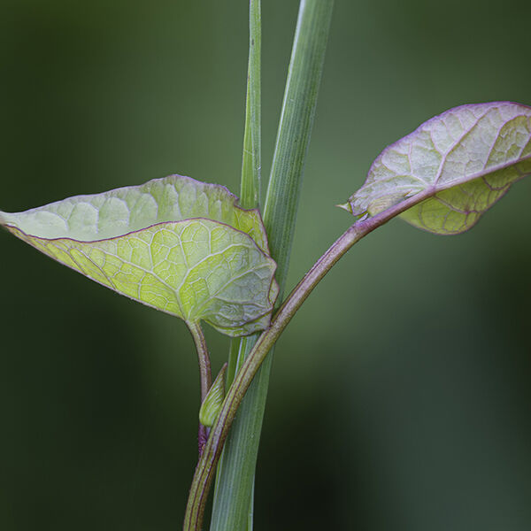 Bindweed and Grass