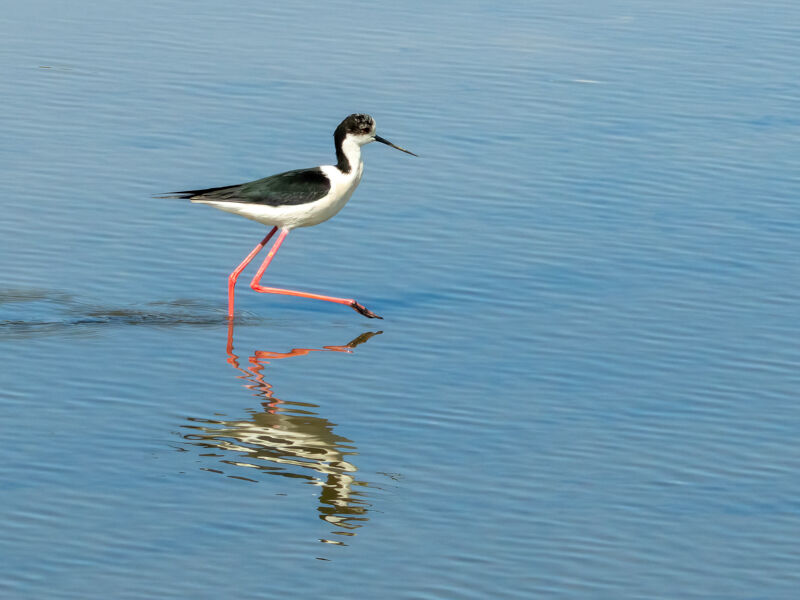 Black-Winged Stilt