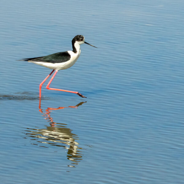 Black-Winged Stilt