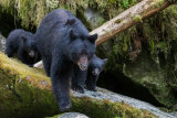 Black Bear with cubs