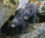 Black bear cubs