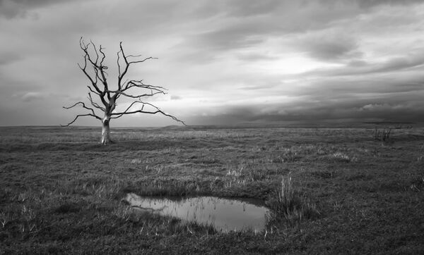 Bleak
