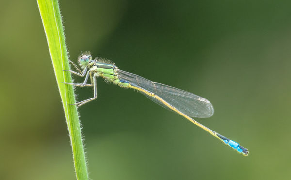 Blue-tailed Damselfly (2)