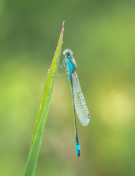 Blue-tailed Damselfly
