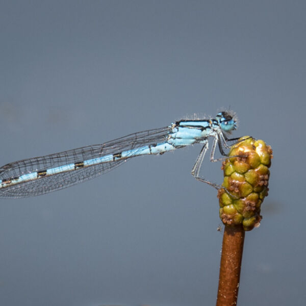 Blue damselfly