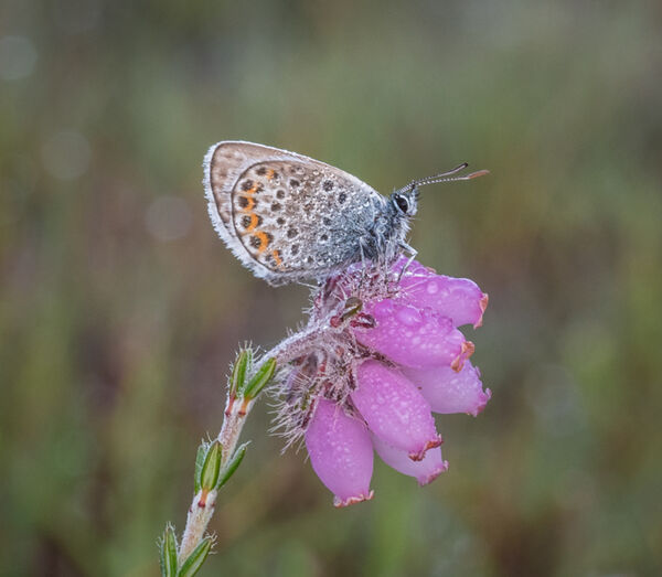Blue on heather