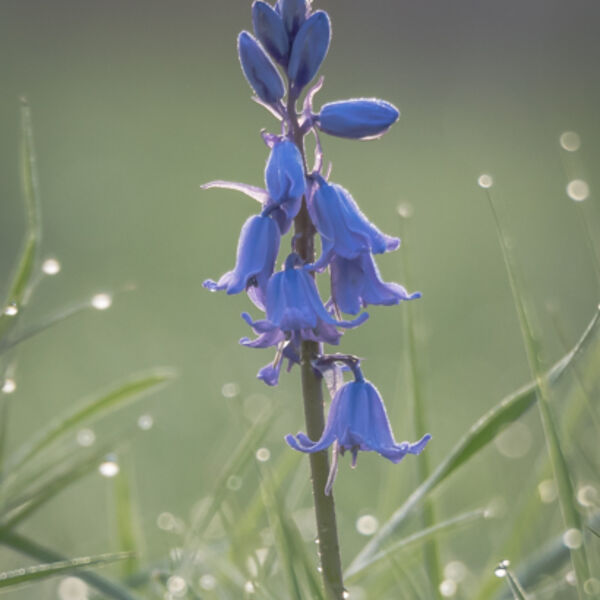 Bluebell