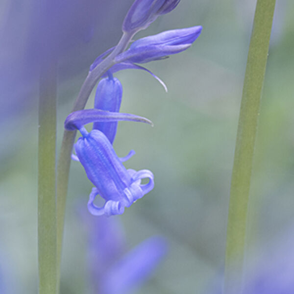 Bluebell