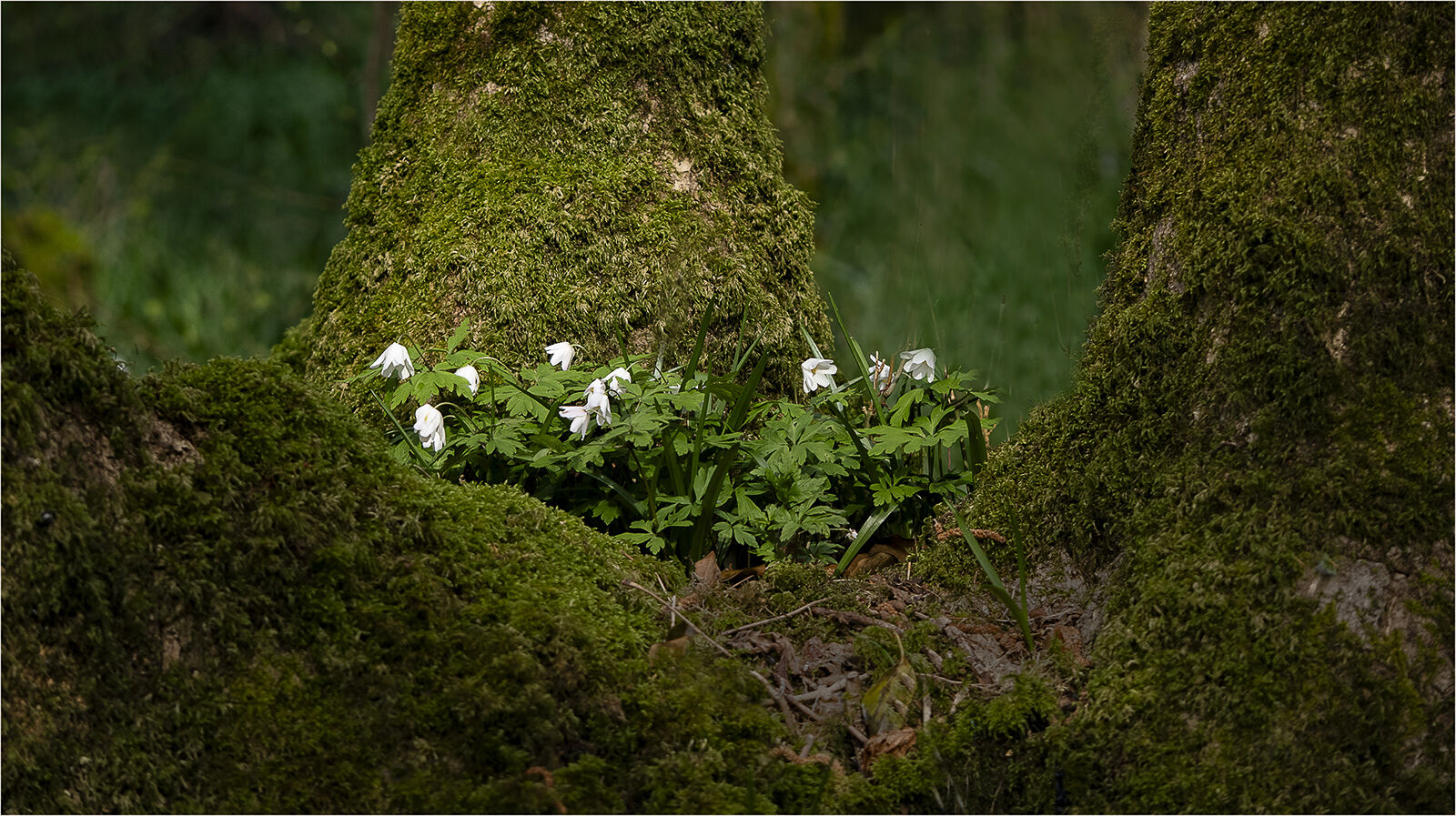 Bole of Wood Anemones