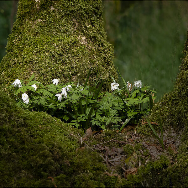 Bole of Wood Anemones