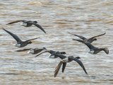 Brent geese
