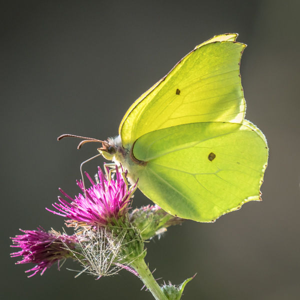 Brimstone on Thistle Flower