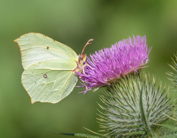 Brimstone on thistle