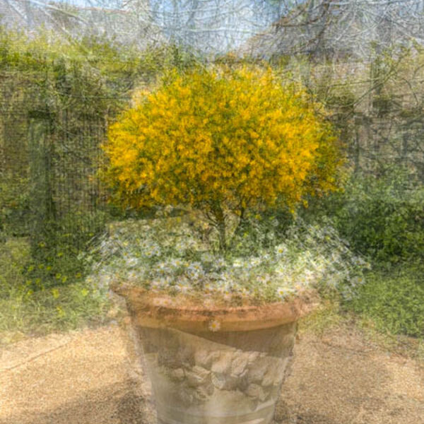 Brownsea Pot - Pat Norris