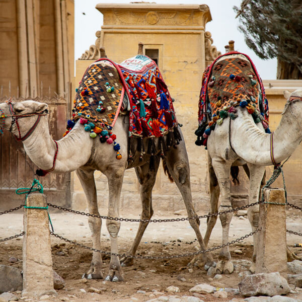 Cairo Horses