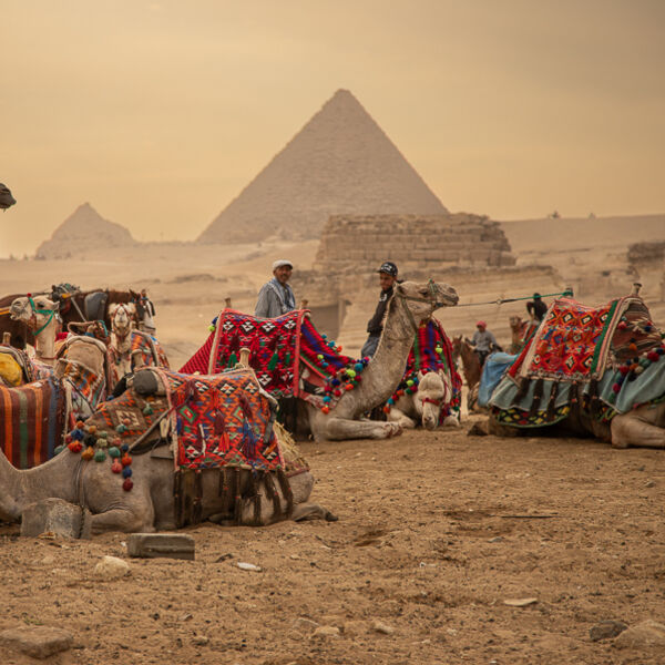 Camel Train at Giza