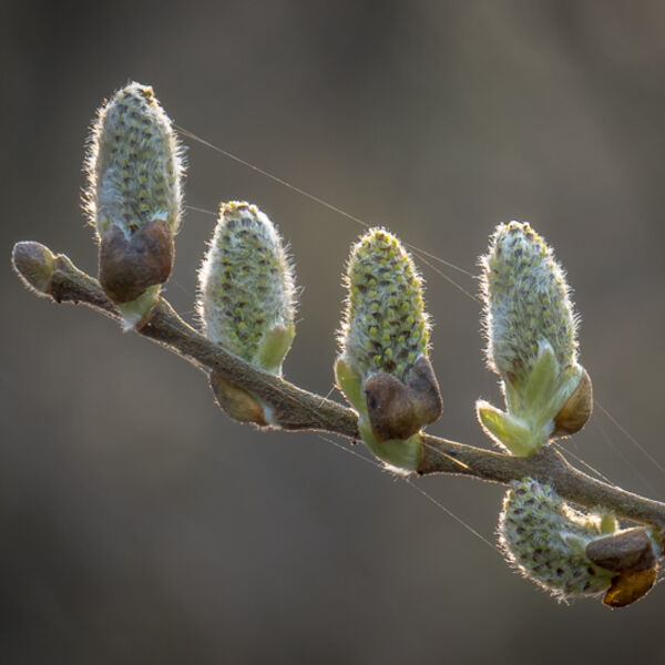 Catkins