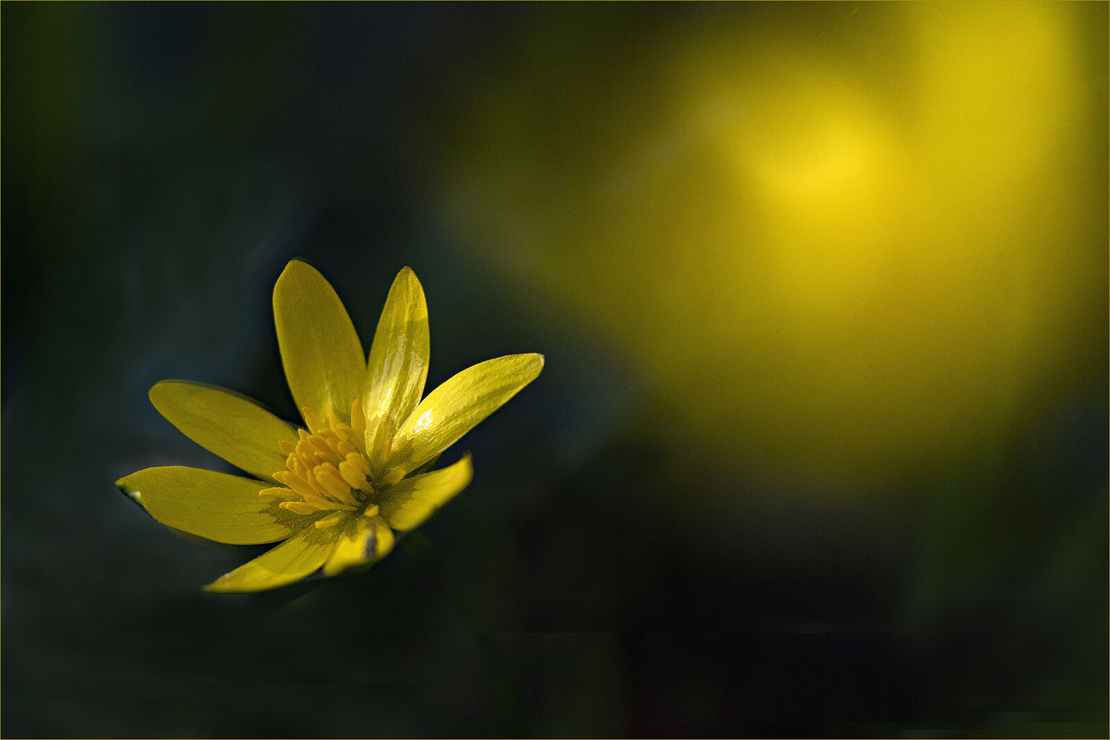 Celandine