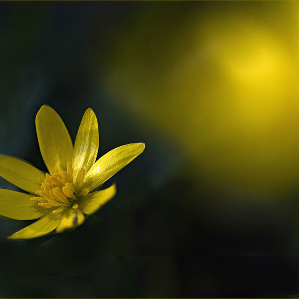 Celandine