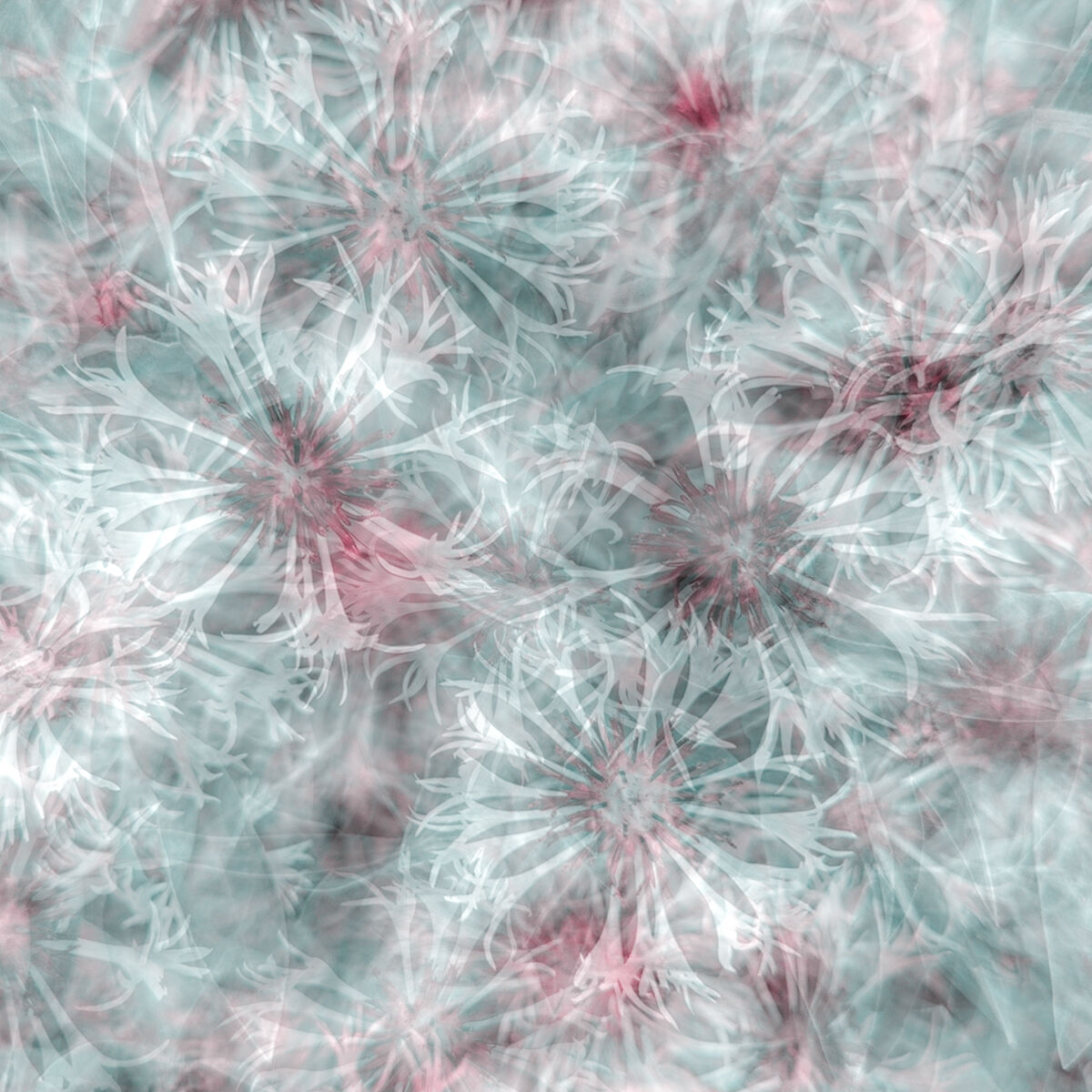 Centaurea abstract